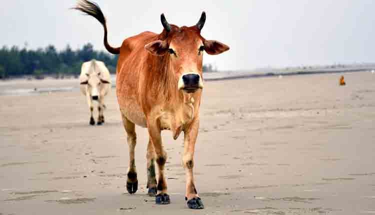 water problem for cows 1