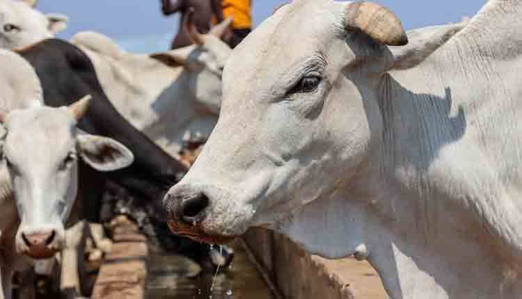 water problem for cows