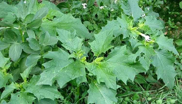 Datura plant uses 1