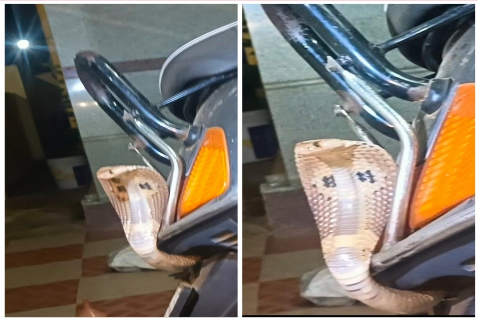 Snake in Bike tumkur 1