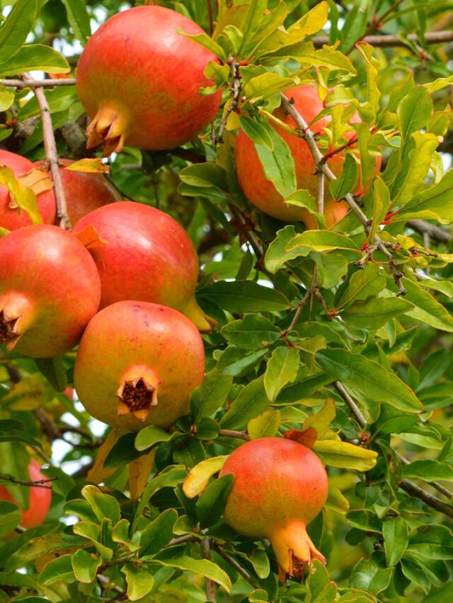 Pommegranate benefits (1)