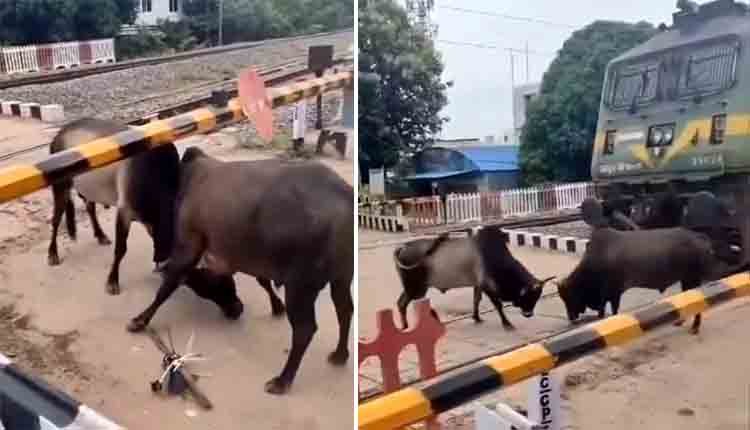 Bulls Fighting at railway gate