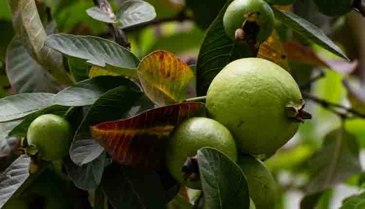 Guava leaves health benefits 0