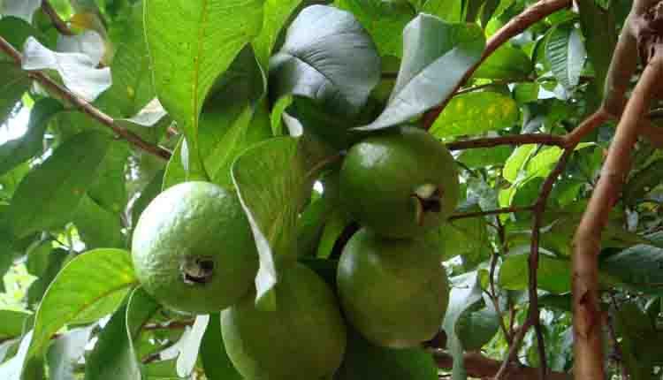 Guava leaves health benefits 1