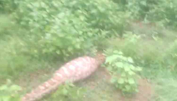 Python in odisha 0