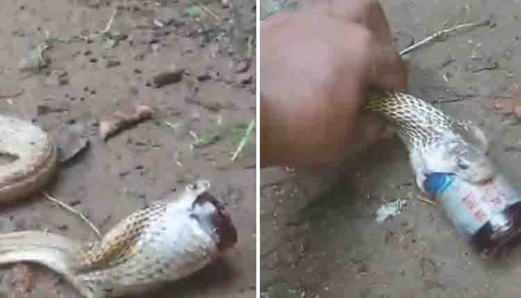 Snake eats syrup bottle 1