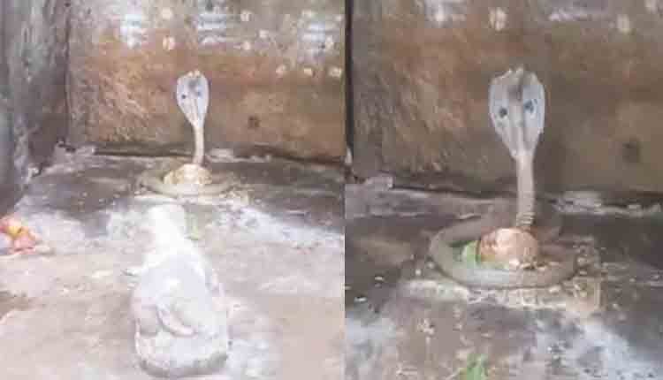 Snake in Srishailam temple 0