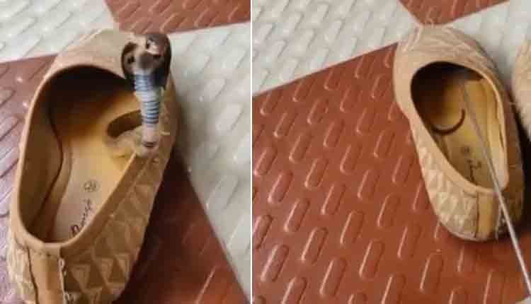 Snake in shoe 1