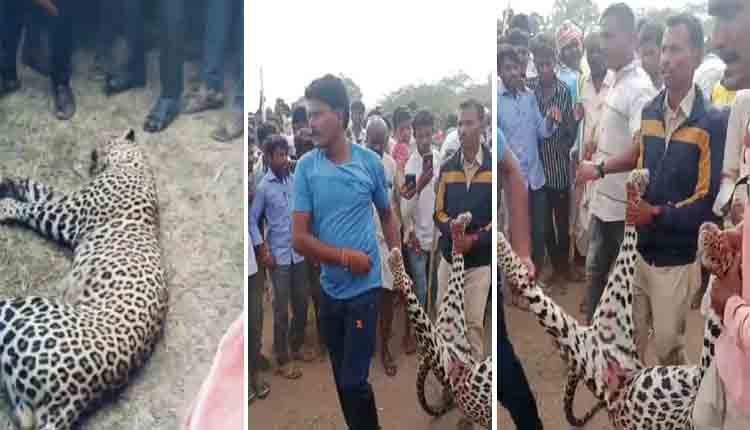 leopard Attack raichur 1