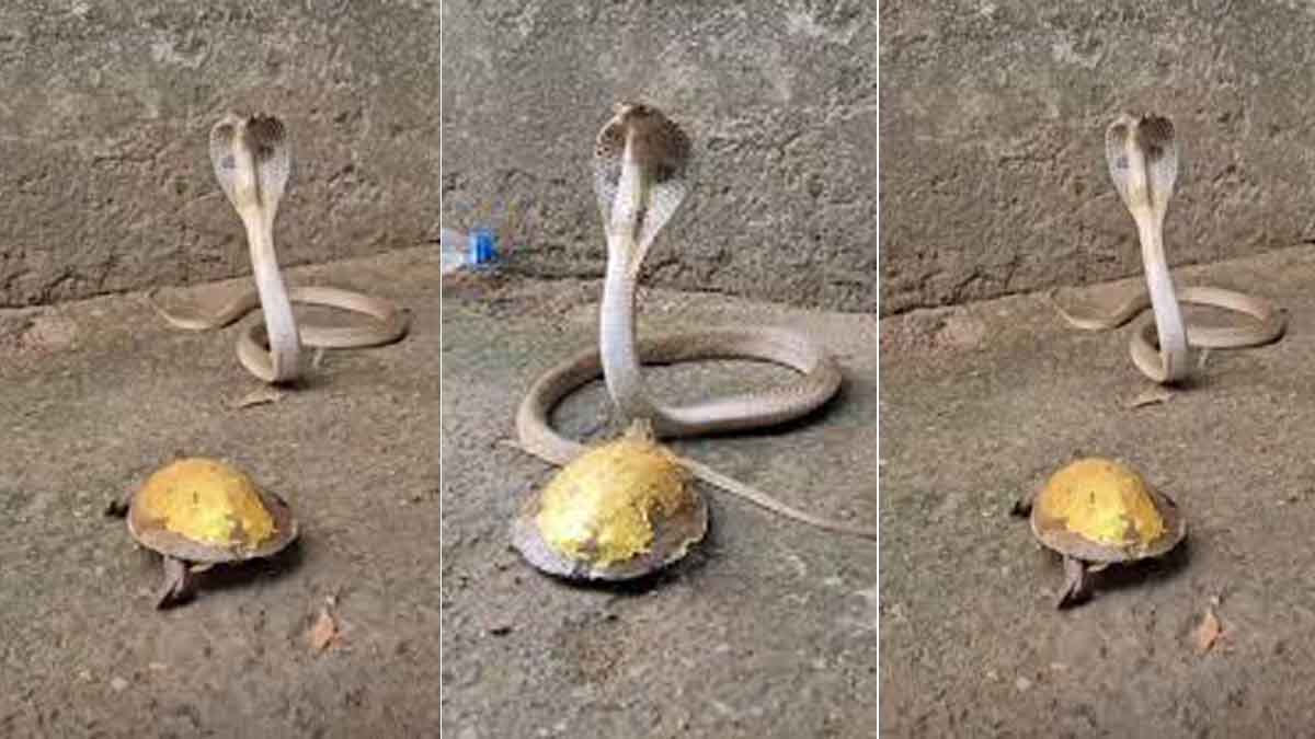 snake and tortoise fight 1