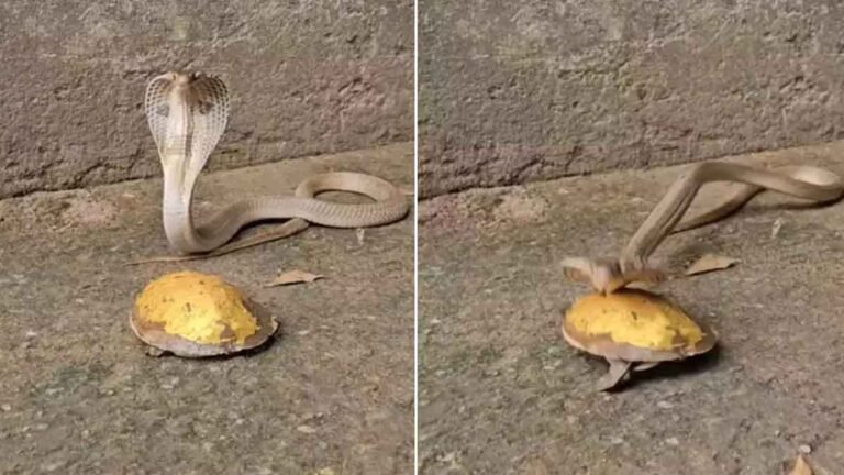 snake and tortoise fight