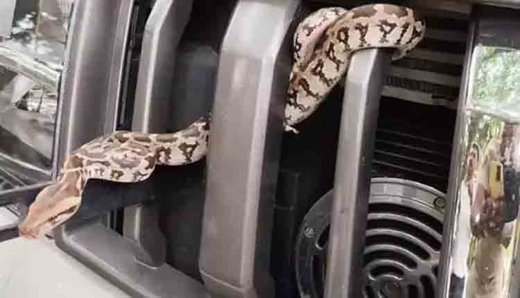 Python in Pawan Kalyan security car 0