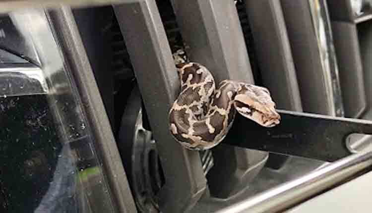 Python in Pawan Kalyan security car 1