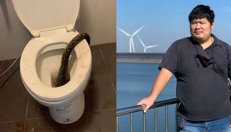 Snake in toilet 1