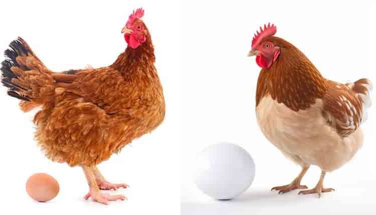 murder for hen and egg question 0