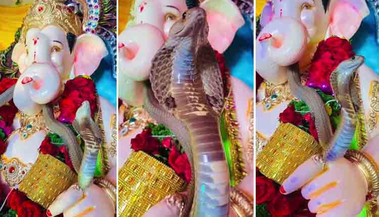 Snake in Ganesha Idol