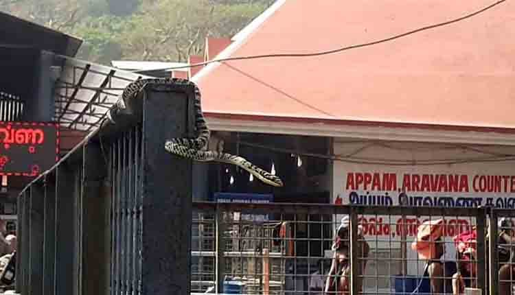 Snakes in sabarimala temple 1