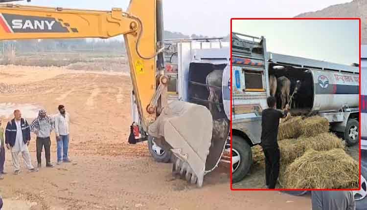 cows smuggling in petrol tank 0