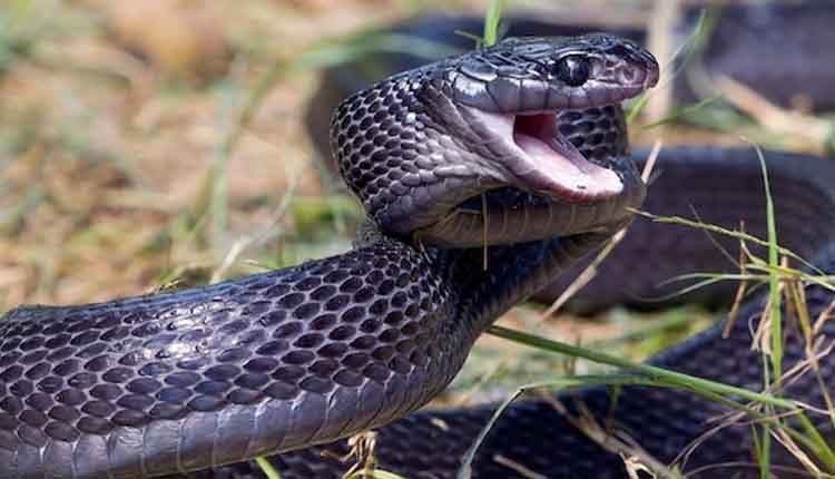 Black Snake bites women 11 times 1