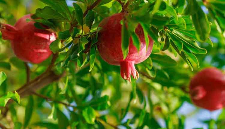 Pomegranate health tips 2