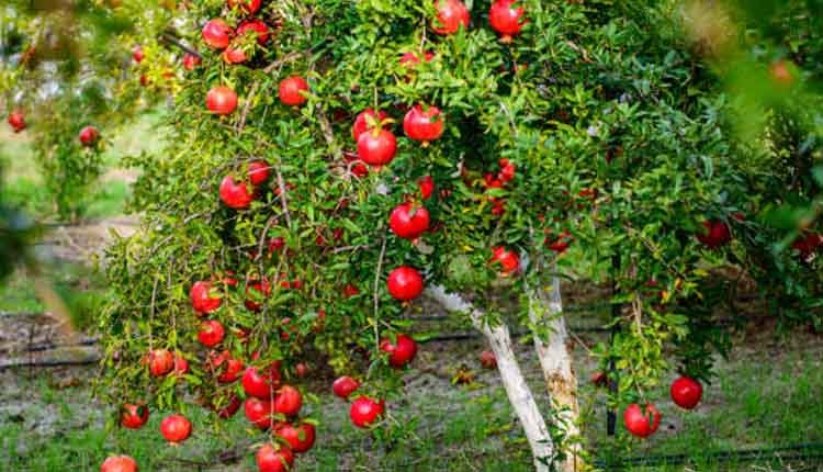 Pomegranate health tips 3