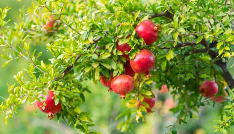 Pomegranate health tips