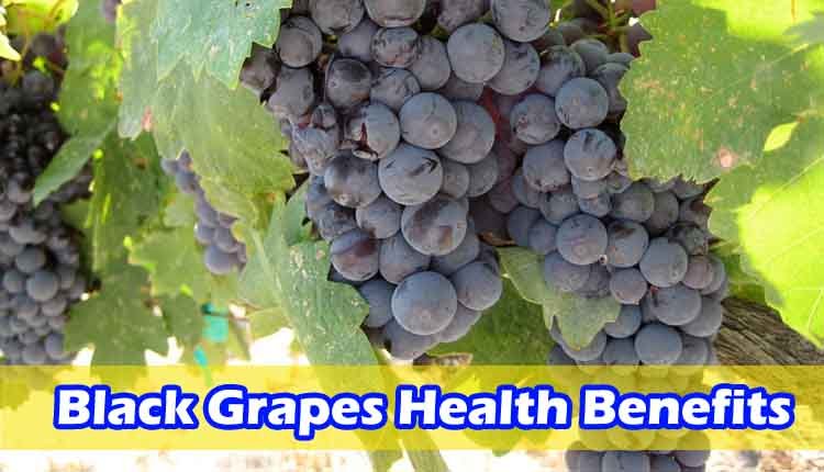 Black Grapes health benefits 1