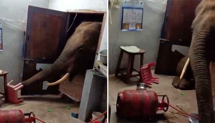 Elephant enters home video viral