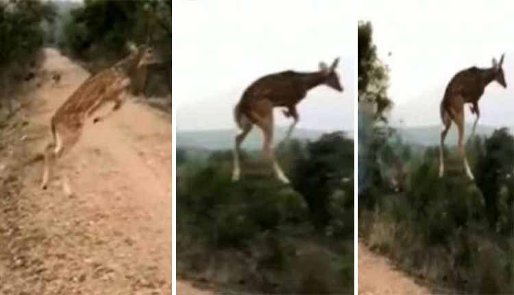 Flying Deer video viral 0