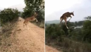 Flying Deer video viral 2