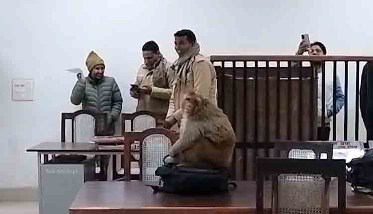 Monkey in Varanasi court