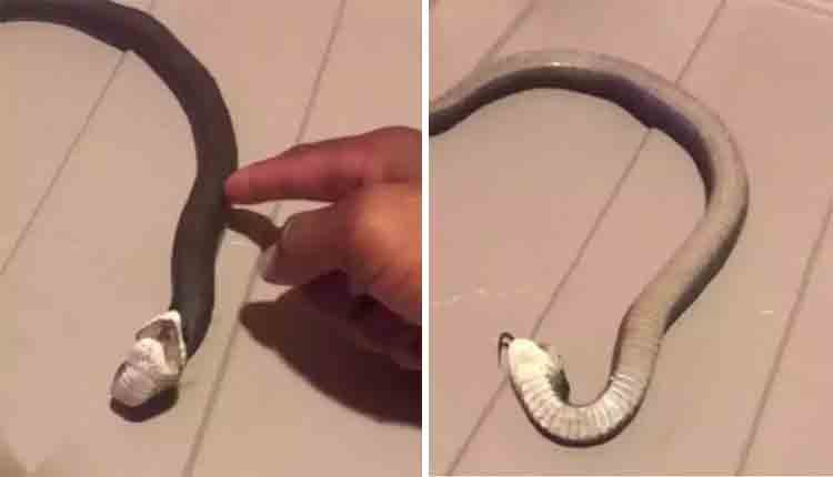 Snake act like dead video viral 0