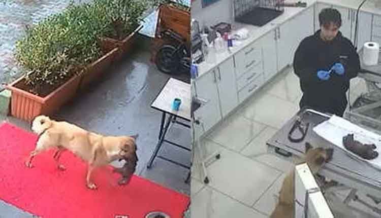 mother dog brings sick puppy to hospital 1