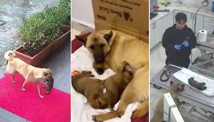 mother dog brings sick puppy to hospital 3