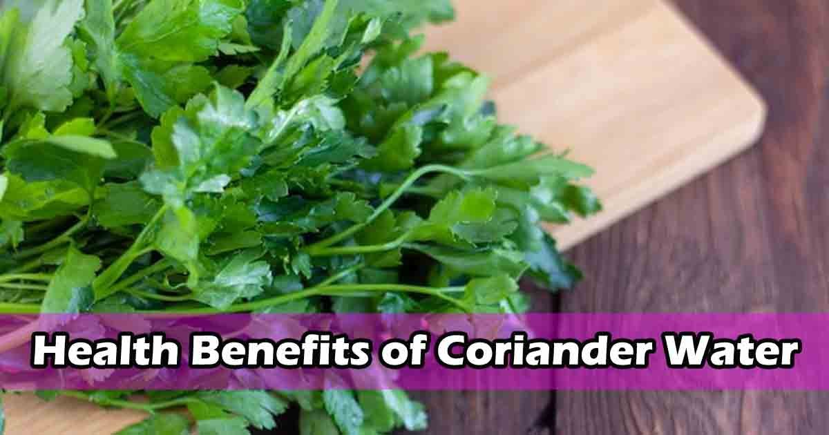 Fresh coriander leaves in water, a natural remedy with antioxidant and anti-inflammatory benefits