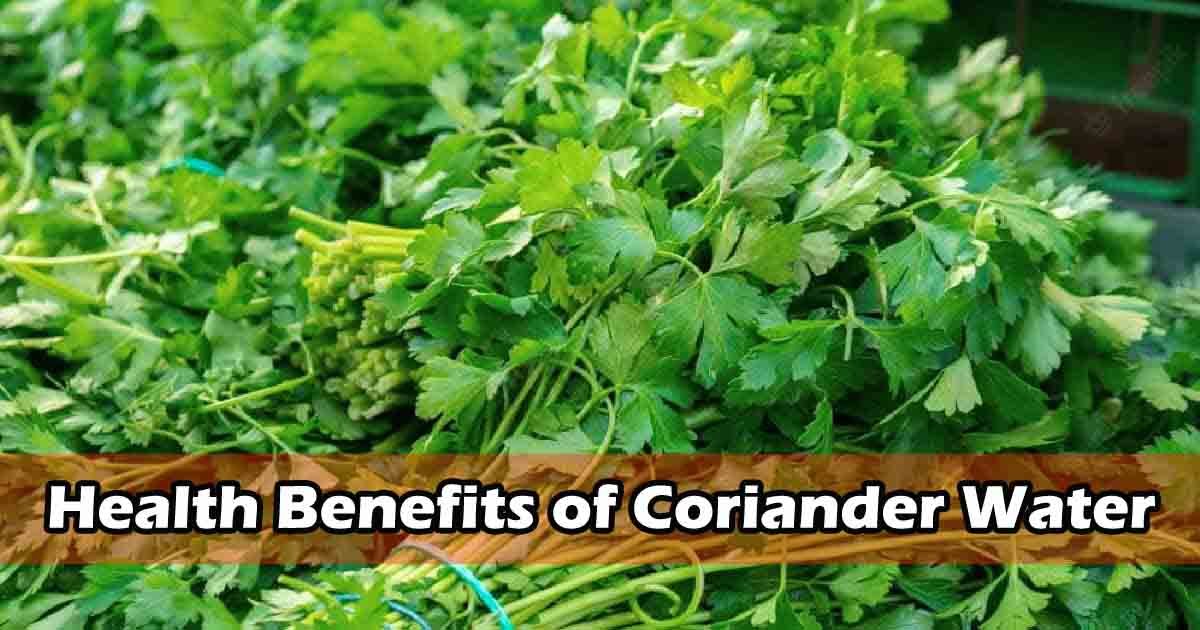 Fresh coriander leaves in water, a natural remedy with antioxidant and anti-inflammatory benefits