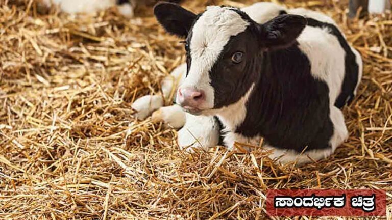 karnataka suddi - Injured calf bleeding in a cattle shed after a brutal attack in Sakaleshpur,