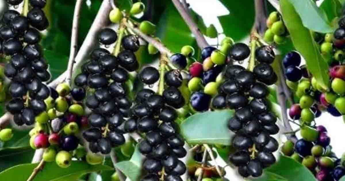Health - Jamun fruit and its health benefits, rich in antioxidants, fiber, and beneficial for managing blood sugar levels