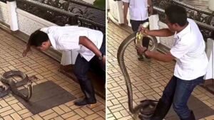 Snake catcher fearlessly holding a King Cobra in Thailand