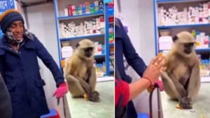 Viral Video- Wounded monkey receives treatment at a medical shop in Meherpur, Bangladesh