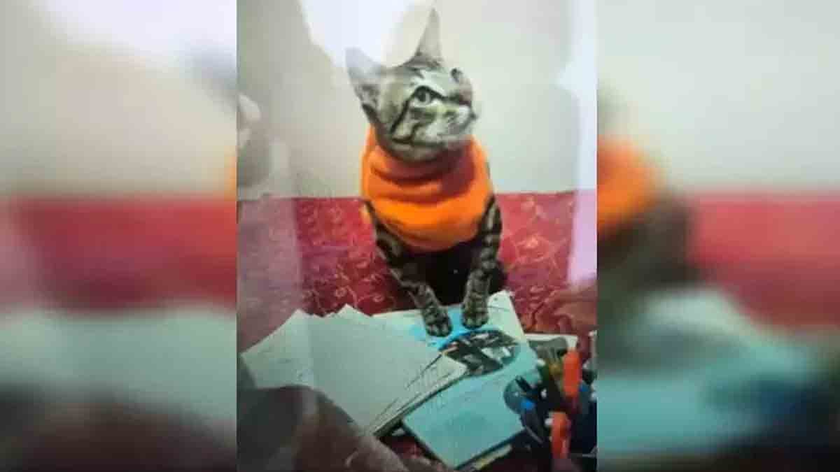 Cat - "A grieving woman in Uttar Pradesh sits next to her deceased pet cat, deeply saddened by its death."