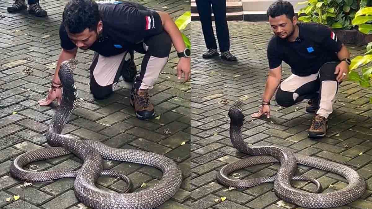 Cobra – Viral Video of a Young Man Kissing a King Cobra