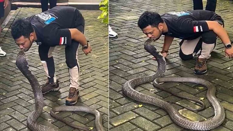 Cobra – Viral Video of a Young Man Kissing a King Cobra