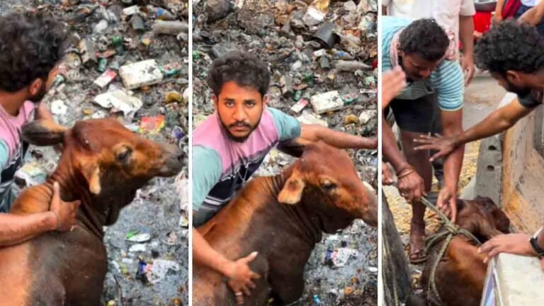 "A kind-hearted man rescues a cow trapped in a drain using a rope, showcasing humanity in action."