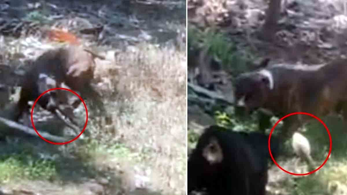 Snake - Pitbull dog fighting cobra to save family in Karnataka