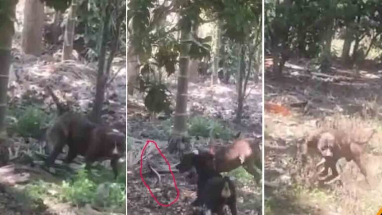 Snake - Pitbull dog fighting cobra to save family in Karnataka