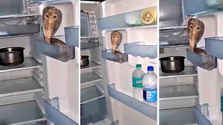 Snake found inside refrigerator during summer heat in viral video