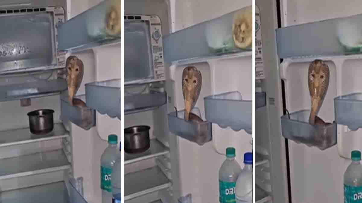 Snake found inside refrigerator during summer heat in viral video