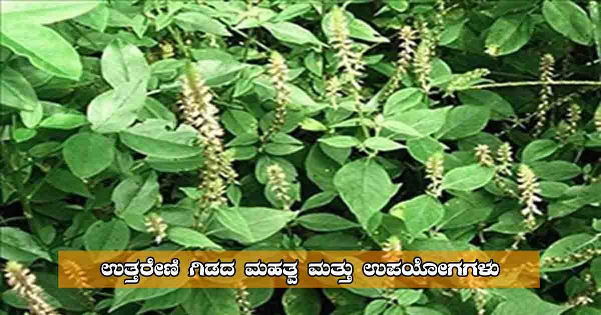 Uttareni plant – A sacred herb known for spiritual and Ayurvedic benefits in Hinduism