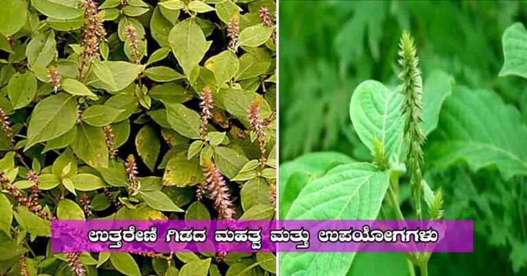 Uttareni plant – A sacred herb known for spiritual and Ayurvedic benefits in Hinduism